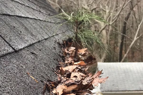 Gutter Cleaning